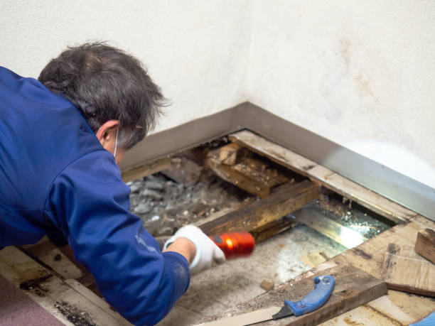 Best Residential Mold Remediation in Rowlett, TX