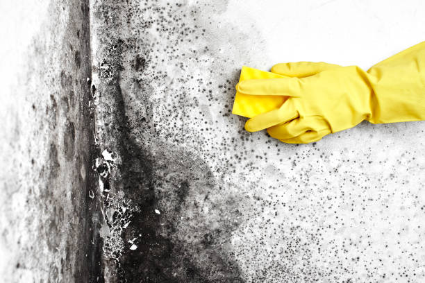 Best Health and Safety Mold Remediation in Rowlett, TX