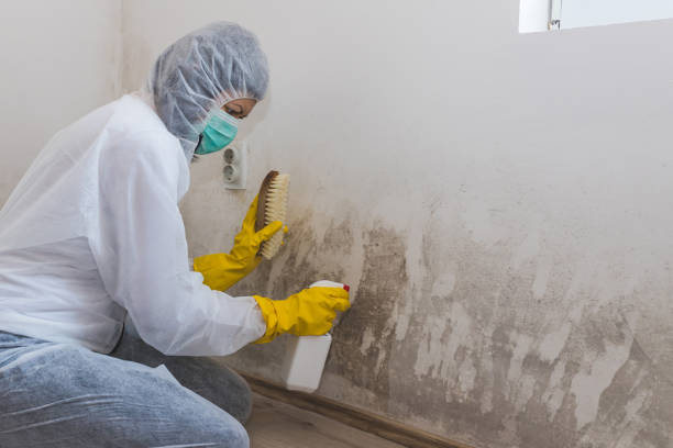 Best Localized Mold Remediation (e.g., coastal areas, humid climates) in Rowlett, TX