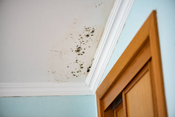 Best Post-Flood Mold Remediation in Rowlett, TX