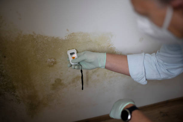 Best Emergency Mold Remediation in Rowlett, TX